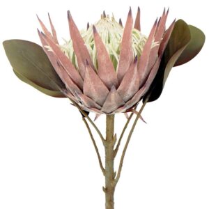 Protea Single Mulberry