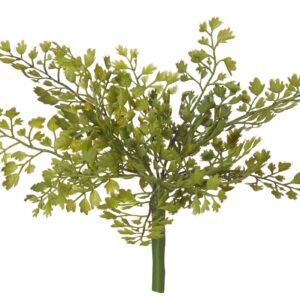Small Maiden Hair Fern - Green 20 X 12 X 20cm