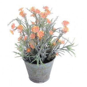 Orange Chrysanthemum In Galvanised Pot