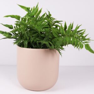 Mynx Planter - Latte Sm 13cm