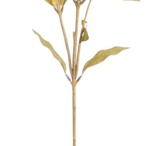 Dried Look Globosa Stem White & Green